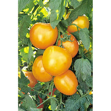 Golden Jubilee Heirloom Tomato - beyond organic seeds