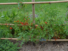 Heirloom Red Cherry Tomato - beyond organic seeds
