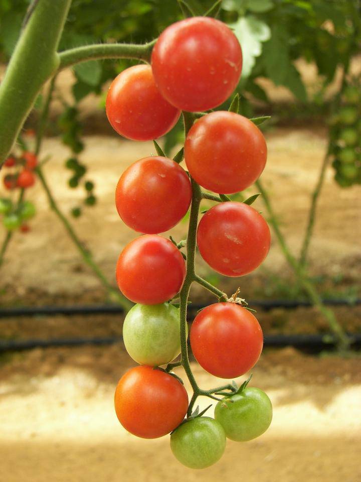 Heirloom Red Cherry Tomato - beyond organic seeds