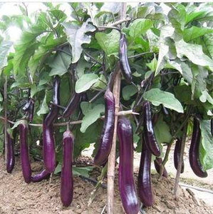 Long Purple Eggplant - beyond organic seeds