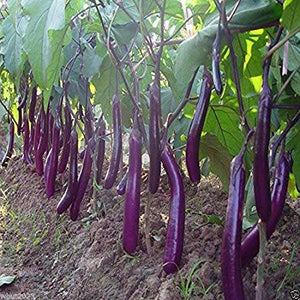Long Purple Eggplant - beyond organic seeds