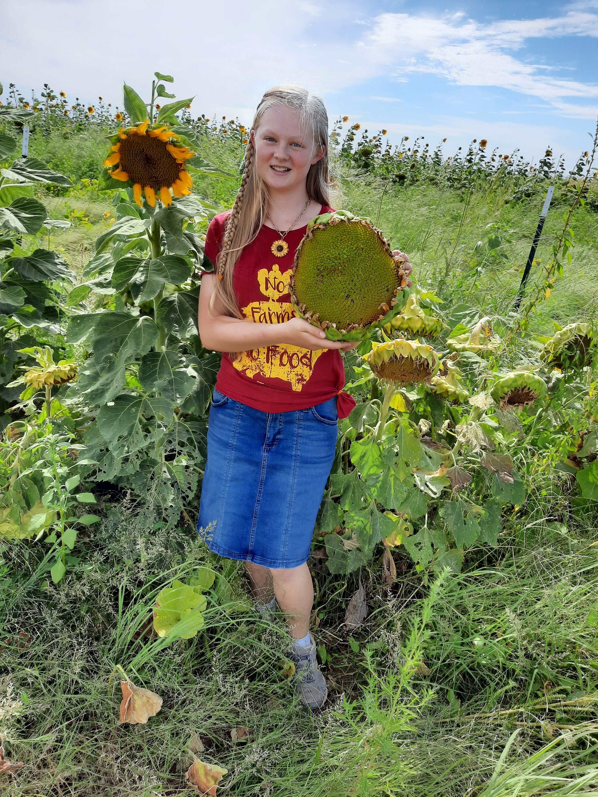 Dwarf Sunspot Sunflower - beyond organic seeds