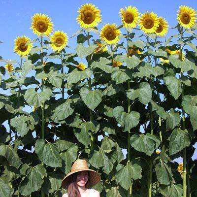 American Giant 15' Tall Sunflower - beyond organic seeds