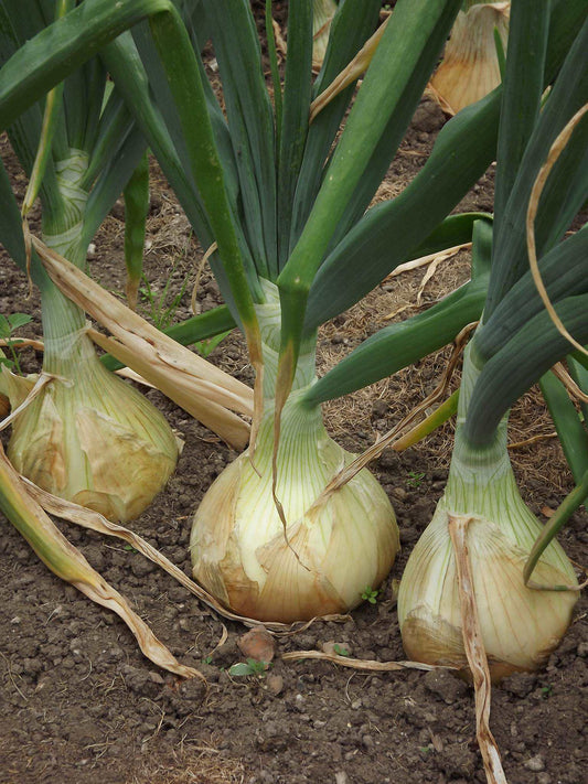 Alisa Craig Giant Onion - beyond organic seeds