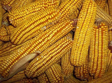 Reids yellow dent corn