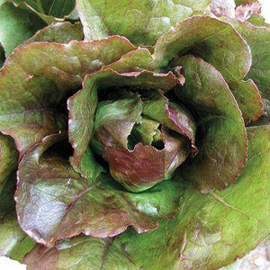 Rouge d'Hiver Romaine - beyond organic seeds