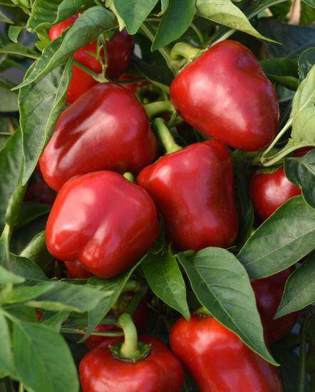 Mini Red Bell Pepper - beyond organic seeds
