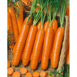 Little Fingers Heirloom Carrot - beyond organic seeds