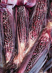 Double red sweet corn