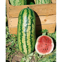 Jubilee Heirloom Watermelon - beyond organic seeds