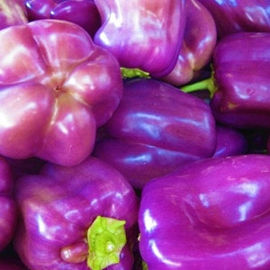 Lilac bell pepper - beyond organic seeds