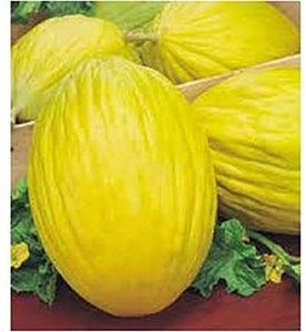 Amarillo Oro Melon - beyond organic seeds