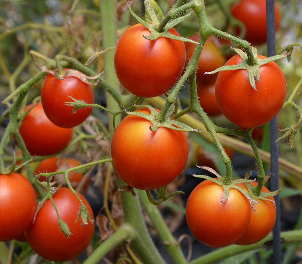 42 day tomato - beyond organic seeds