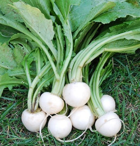 White egg heirloom turnip - beyond organic seeds