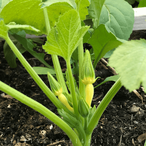 Summer squash assortment - beyond organic seeds