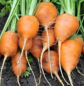 Parisian Carrot - beyond organic seeds
