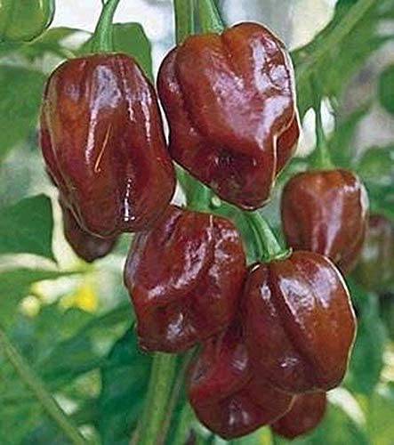 Chocolate Habanero Hot Pepper - beyond organic seeds