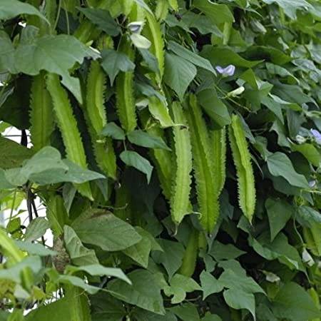 Winged Green Beans - beyond organic seeds