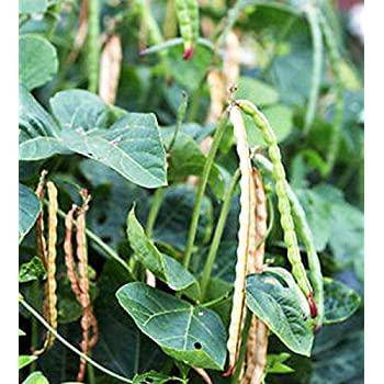 Dixie Lee Southern Cowpea Pea - beyond organic seeds