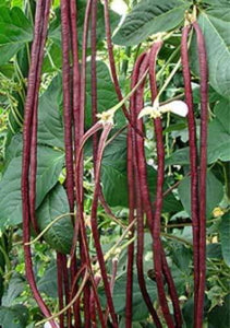 Red Yard Long Bean - beyond organic seeds