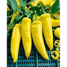 Hungarian Yellow Wax Hot Pepper - beyond organic seeds