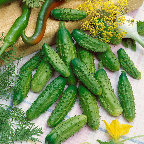 Persian Cucumbers (Heirloom) - beyond organic seeds
