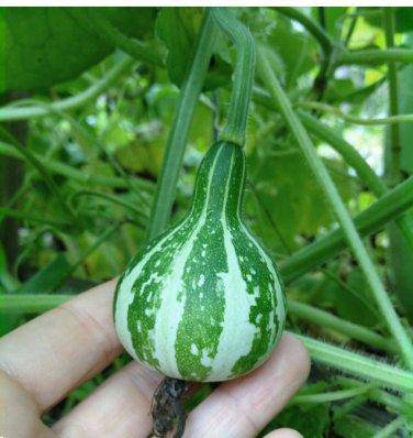 Tennessee Spinning Gourds - beyond organic seeds