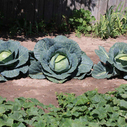 Garden center cabbage - beyond organic seeds
