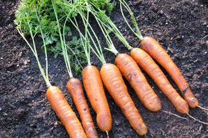 Baby Minicore Carrots - beyond organic seeds