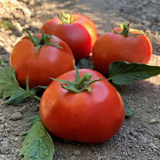 Ace 55 Heirloom Tomato - beyond organic seeds