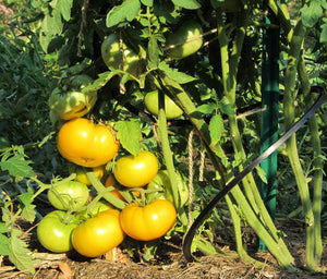 Azoychka Heirloom Tomato - beyond organic seeds