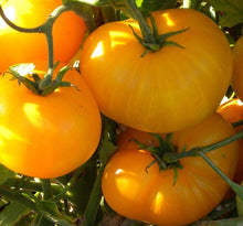 Azoychka Heirloom Tomato - beyond organic seeds