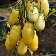 Banana Legs Heirloom Tomato - beyond organic seeds