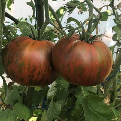 Chocolate Stripes Medium Size Tomato - beyond organic seeds