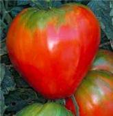 German Strawberry Tomato - beyond organic seeds
