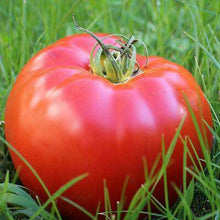 Giant Pink Belgium Heirloom Tomato - beyond organic seeds