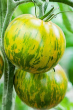 Green Zebra Tomato Heirloom - beyond organic seeds