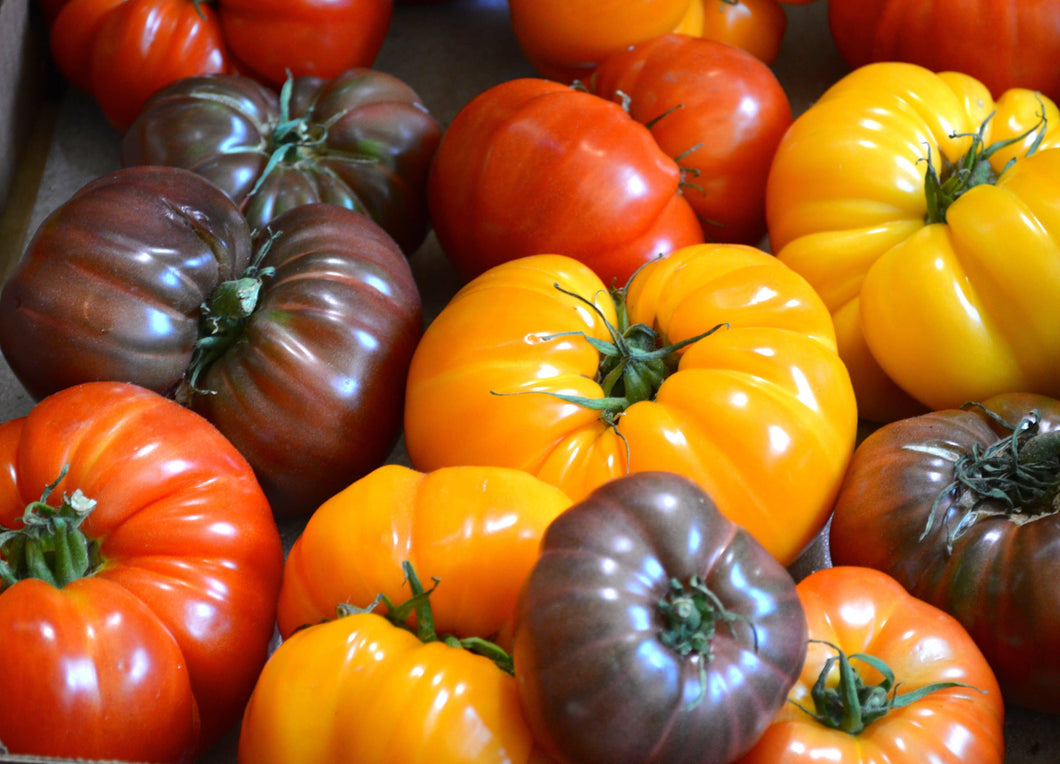 Heirloom Big Tomato Mix - beyond organic seeds