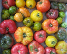 Heirloom Big Tomato Mix - beyond organic seeds