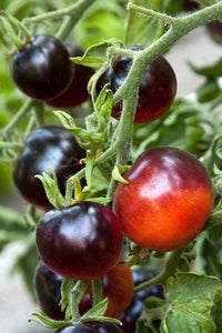 Indigo Rose Tomato - beyond organic seeds