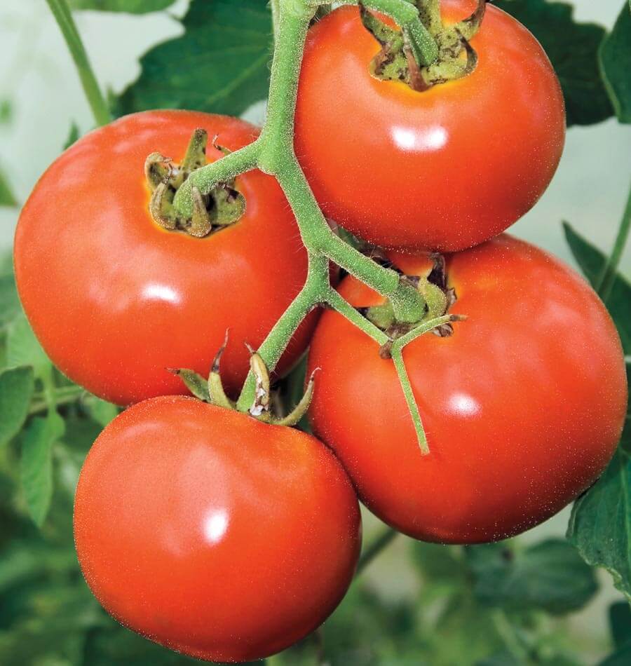 Manitoba heirloom tomato - beyond organic seeds