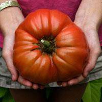 Mortgage Lifter Heirloom Tomato - beyond organic seeds