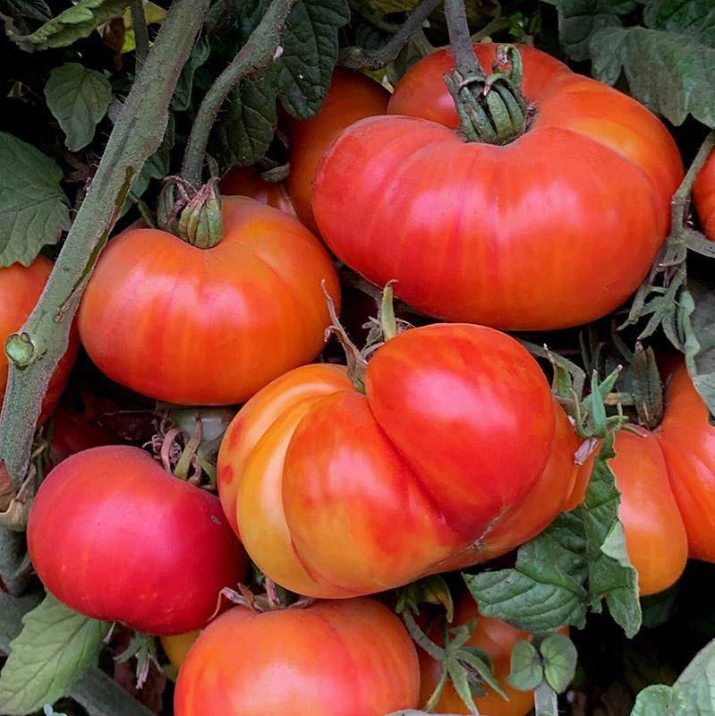 Oaxacan Jewel Tomato - beyond organic seeds