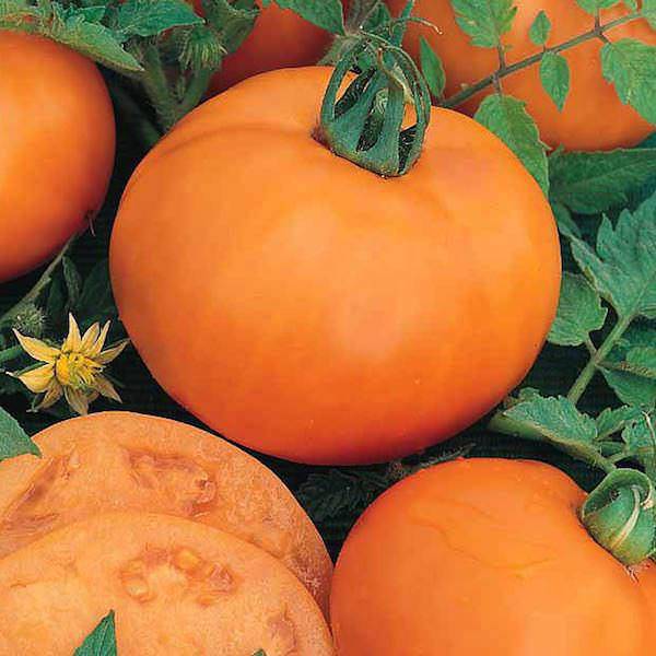Persimmon Tomato - beyond organic seeds