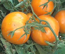 Persimmon Tomato - beyond organic seeds