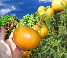 Pineapple Heirloom Tomato - beyond organic seeds