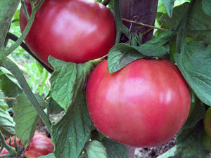 Pruden's Purple Tomato Heirloom - beyond organic seeds