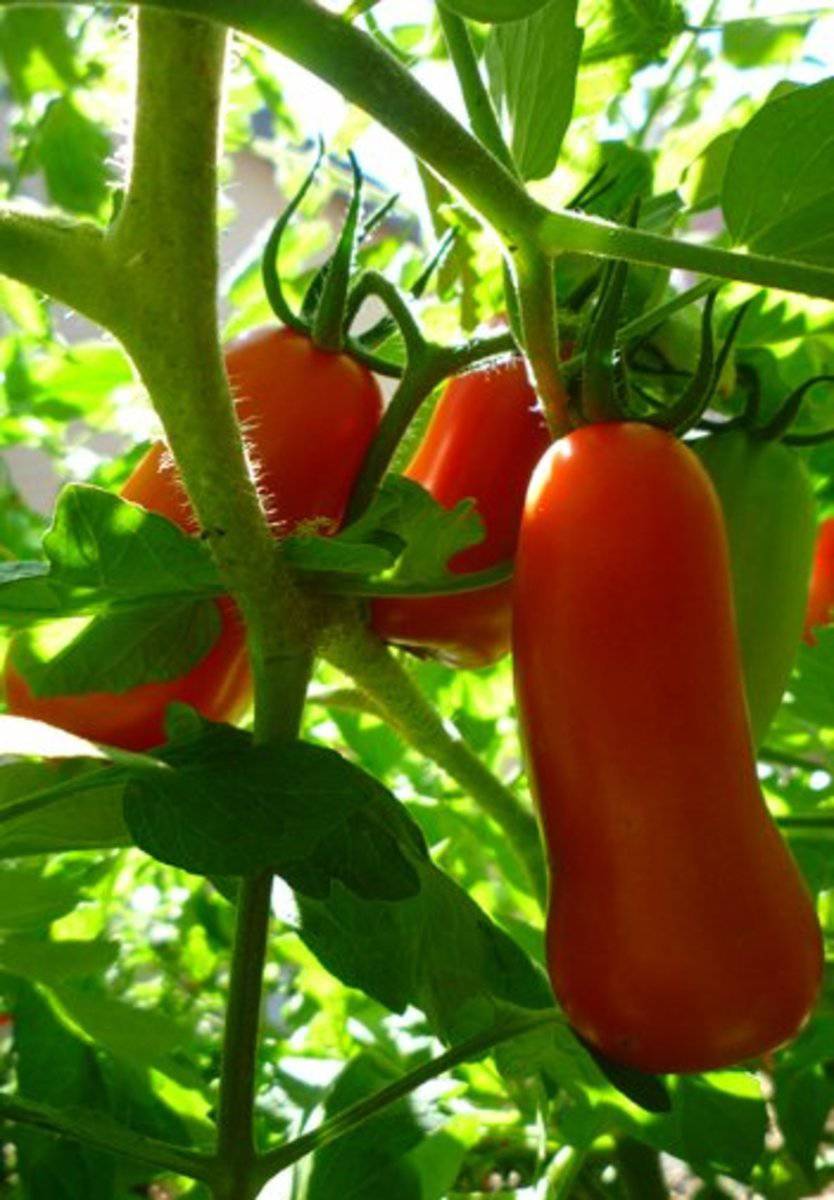 San Marzano Tomato - beyond organic seeds
