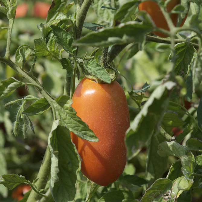 San Marzano Tomato - beyond organic seeds