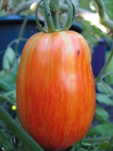 Speckled Roman Heirloom Tomato - beyond organic seeds